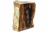 Petrified Wood (Sycamore) Stand-Up - Parker, Colorado #228123-1